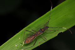 Marcius longirostris