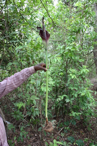Amorphophallus johnsonii