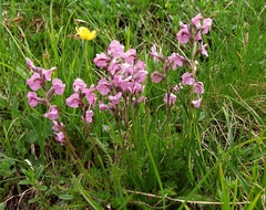 Pedicularis rostratospicata