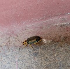 Xanthogaleruca aenescens