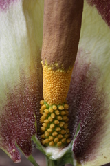 Amorphophallus johnsonii image