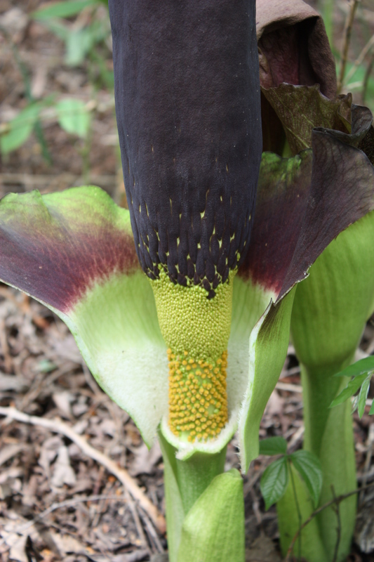 Amorphophallus johnsonii