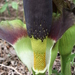 Amorphophallus johnsonii - Photo (c) Marco Schmidt, some rights reserved (CC BY-NC-SA), uploaded by Marco Schmidt