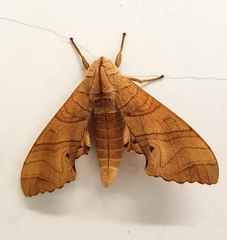 Marumba dyras