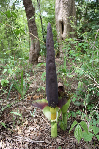 Amorphophallus johnsonii