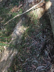 Geitonoplesium cymosum