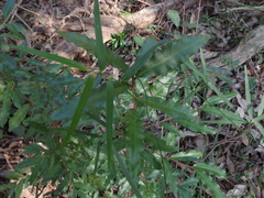 Geitonoplesium cymosum