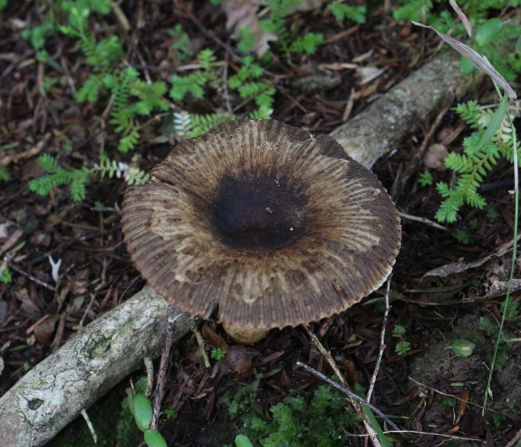 Russula acrolamellata from Okokako Road, Waimate North, New Zealand on