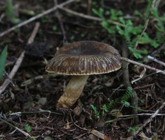Russula acrolamellata
