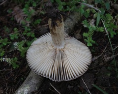 Russula acrolamellata