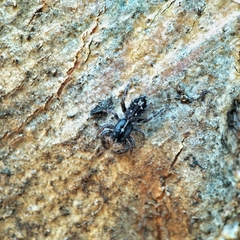 Ocrisiona melancholica
