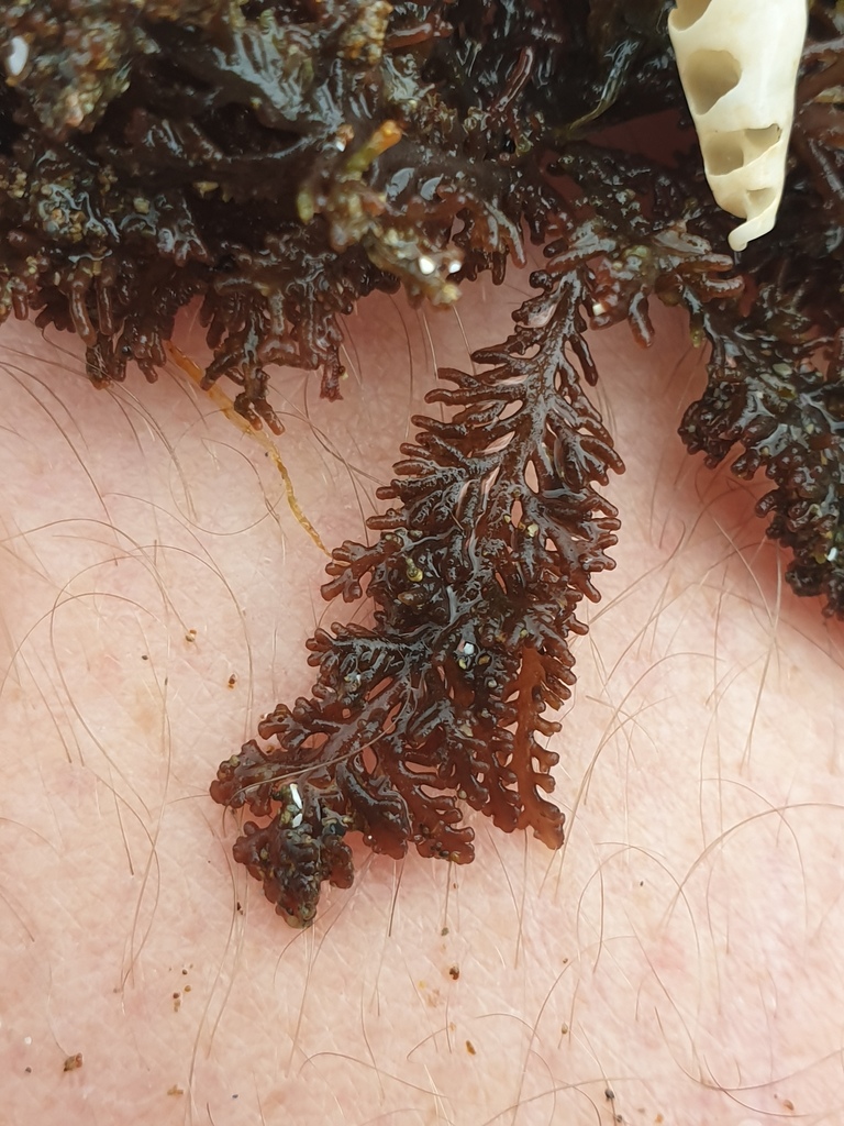 Laurencia distichophylla