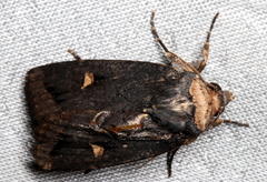 Proteuxoa cinereicollis