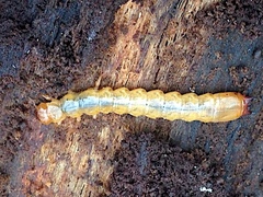 Neopyrochroa