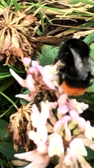 Bombus lapidarius