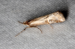 Hednota longipalpella