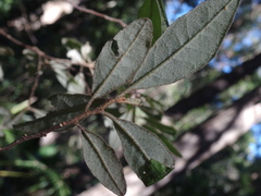 Asterolasia correifolia