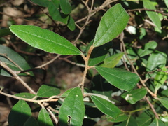 Asterolasia correifolia