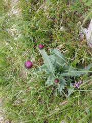 Carduus defloratus defloratus