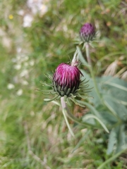 Carduus defloratus defloratus