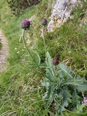 Carduus defloratus defloratus