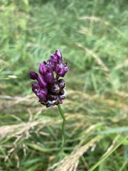 Allium