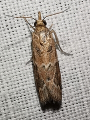 Bradyrrhoa cantenerella