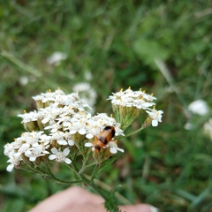 Phyllobrotica quadrimaculata