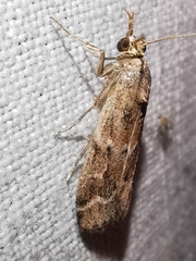 Bradyrrhoa cantenerella