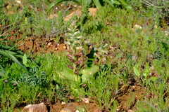 Lachenalia undulata