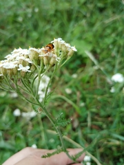 Phyllobrotica quadrimaculata