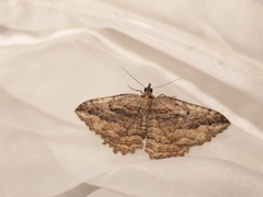 Philereme transversata