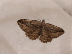 Philereme transversata