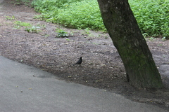 Turdus merula