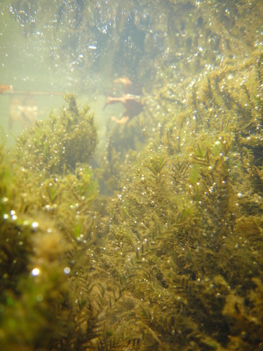 Image of Fissidens fontanus by (c) Alie / C.A. Kratzer, some rights reserved (CC BY-SA)