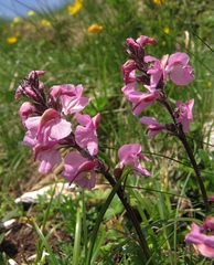 Pedicularis rostratospicata