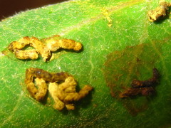 Chrysochus chinensis