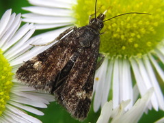 Heliothela nigralbata