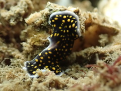 Pseudoceros microcelis