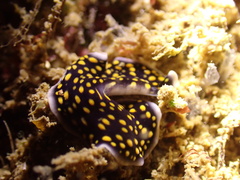 Pseudoceros microcelis