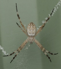 Argiope katherina