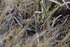 Ramburiella hispanica