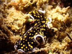 Pseudoceros microcelis