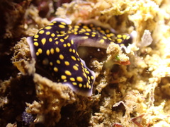 Pseudoceros microcelis