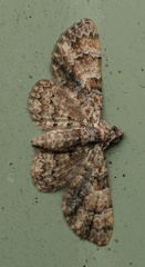 Gymnoscelis holocapna