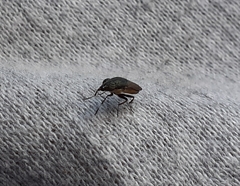Idiella euidielloides