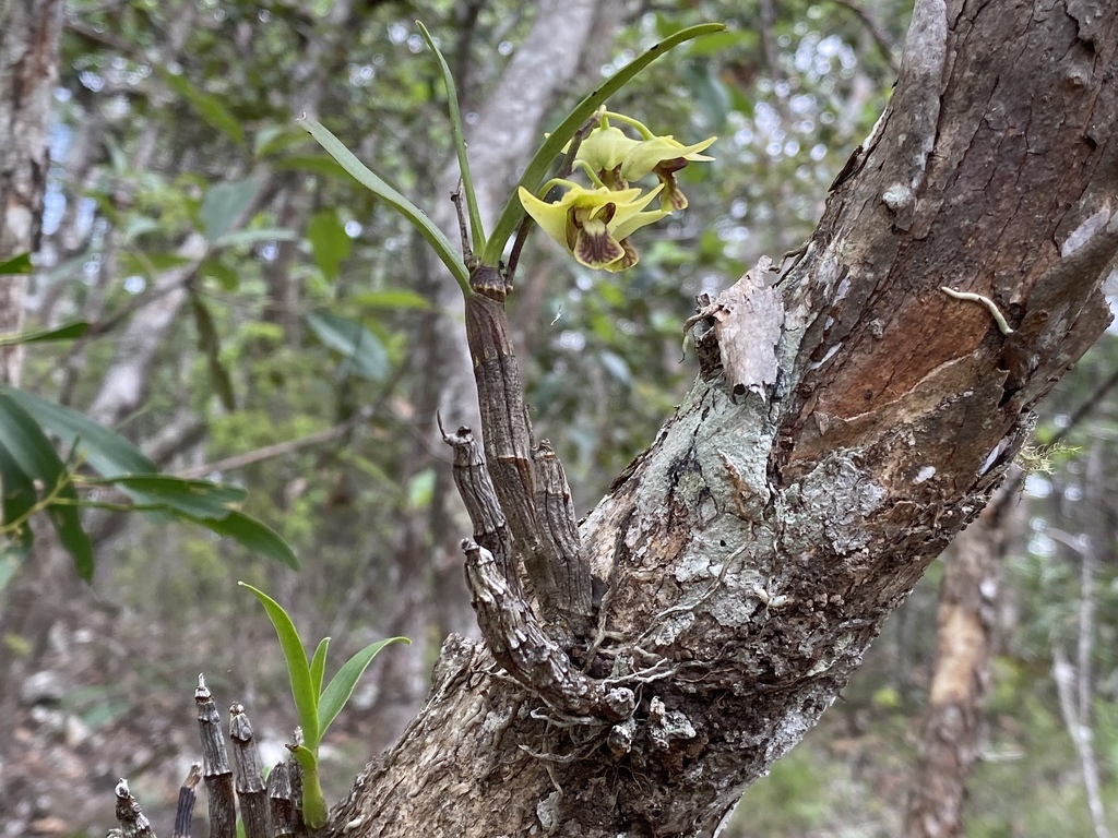 Dendrobium fellowsii F.Muell.