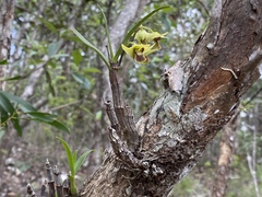 Dendrobium fellowsii