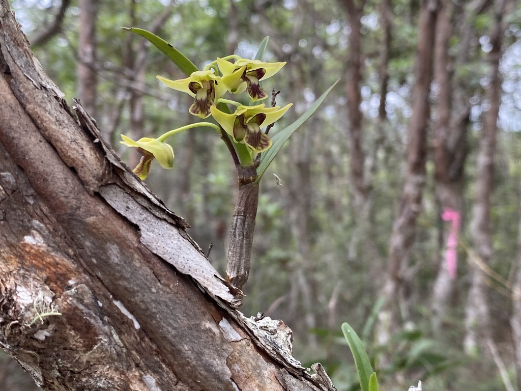 Dendrobium fellowsii F.Muell. 2