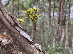 Dendrobium fellowsii